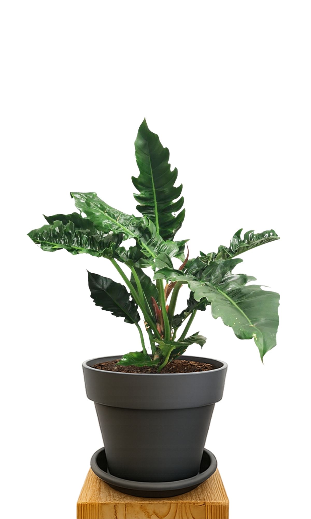 Plant kit 30 Anthracite